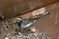 The white wagtail on the nest