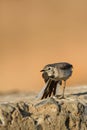 White wagtail preening time