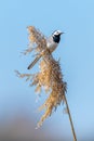 White wagtail on reed. Small birs in natural environment