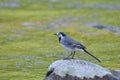 White wagtail Royalty Free Stock Photo