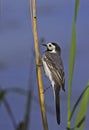 White wagtail on rush