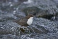 White wagtail