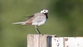 white wagtail sitting on a fence in summer Royalty Free Stock Photo