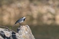 A white wagtail sitting on a rock Royalty Free Stock Photo