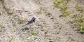 White Wagtail standing on Gravel Road Royalty Free Stock Photo