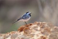 White wagtail stands on the slope of a clay pit.