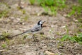 White wagtail stands on stony ground against the background of g Royalty Free Stock Photo