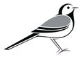 White Wagtail