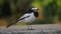 White Wagtail