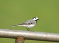 White Wagtail, Witte Kwikstaart, Motacilla alba