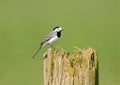 White Wagtail, Witte Kwikstaart, Motacilla alba