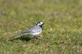 White Wagtail, Witte Kwikstaart, Motacilla alba Royalty Free Stock Photo