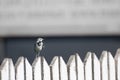 White wagtail on a wooden fence Royalty Free Stock Photo