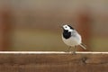 White wagtail on wooden fence Royalty Free Stock Photo