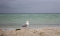 White walking seagull against storm on sea. Wild birds concept. Seagull on sand beach in hurricane day. Royalty Free Stock Photo