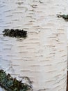 Artificial stone, masonry, brick, white wall. white birch bark. tree trunk. Russian birch