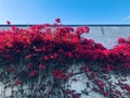 Great Bougainvillea on white wall. Royalty Free Stock Photo