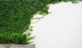 White wall green ivy plant Royalty Free Stock Photo