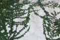 White wall green ivy plant.