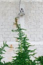 White wall green ivy plant