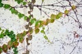 White wall with green leaves Royalty Free Stock Photo