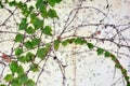 White wall with green leaves Royalty Free Stock Photo