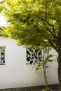 White wall and green maple Royalty Free Stock Photo