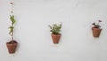 A wall with three plants Royalty Free Stock Photo