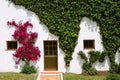White wall of a house with two windows and a door partly covered ivy and pink flowers Royalty Free Stock Photo