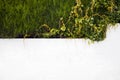 white wall with ivy Royalty Free Stock Photo