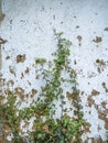 White wall made of planks panels covered with ivy.