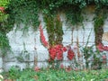 A white wall made of stone blocks covered with green ivy and red Virginia Creeper.