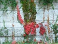 A white wall made of stone blocks covered with green ivy and red Virginia Creeper.