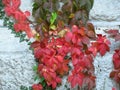 A white wall made of stone blocks covered with red Virginia Creeper.