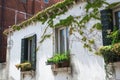 White wall of an old house with windows braided by green ivy Royalty Free Stock Photo