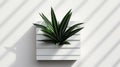 Minimalist Optical Illusion 3d Render Of Potted Plant In White Box