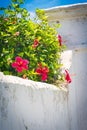 White Wall Red Hibiscus Royalty Free Stock Photo