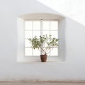 Mediterranean-inspired Window With Serene White Plant