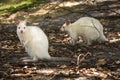 White wallabies Royalty Free Stock Photo