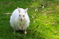 White Wallaby Royalty Free Stock Photo