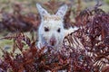 White wallaby at Narawntapu National Park in Tasmania