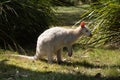 White wallaby in a zoological park in Tasmania Royalty Free Stock Photo