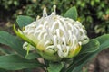 White Waratah Flower Royalty Free Stock Photo