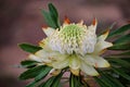 White waratah Royalty Free Stock Photo