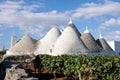 White washed conical roofed building in a vineyard on a farm in the area of Cisternino / Alberobello in Puglia Italy