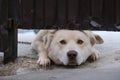 white watchdog pulled his muzzle under the fence