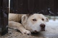 white watchdog pulled his muzzle under the fence