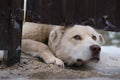 white watchdog pulled his muzzle under the fence