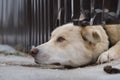 white watchdog pulled his muzzle under the fence