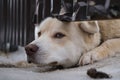 white watchdog pulled his muzzle under the fence